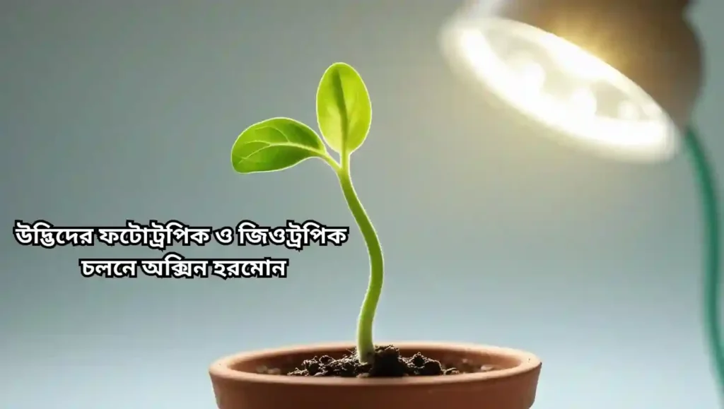 উদ্ভিদের ফটোট্রপিক ও জিওট্রপিক চলনে অক্সিন হরমোনের ভূমিকা। মাধ্যমিক জীবন বিজ্ঞান ২০২৬